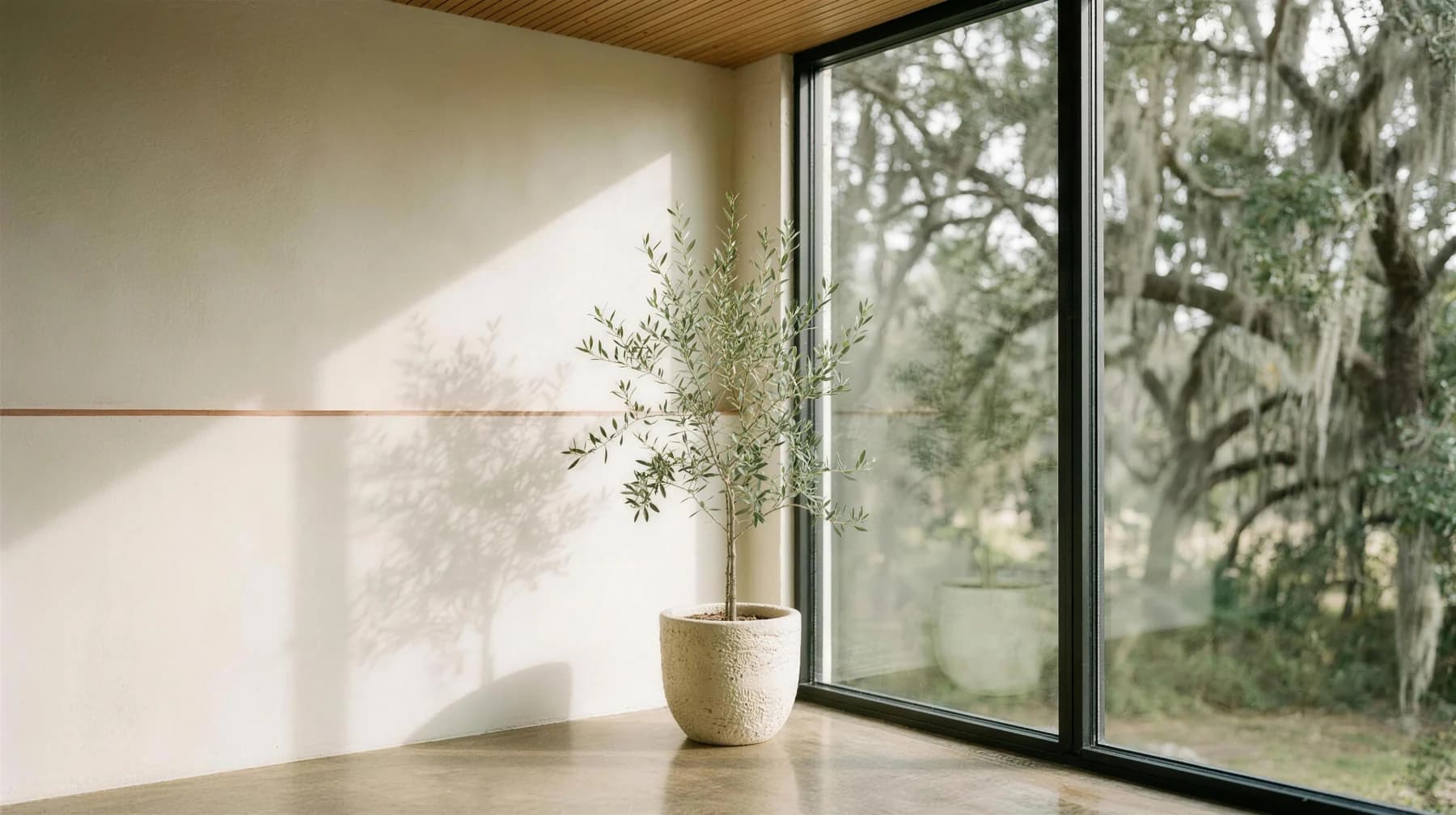 A young olive tree in a cream stone pot beside a full-height window, casting a long leaf shadow on plaster. Concept rendering, Maai\u00AE Savannah studio.